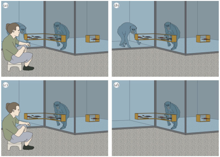 Do chimpanzees really care about equity?