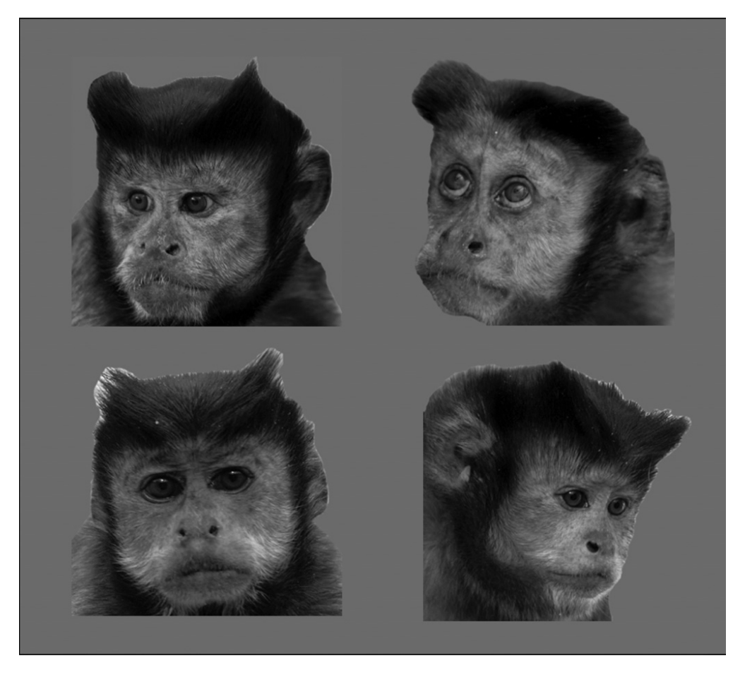 Monkeys recognize the faces of group mates in photographs ...